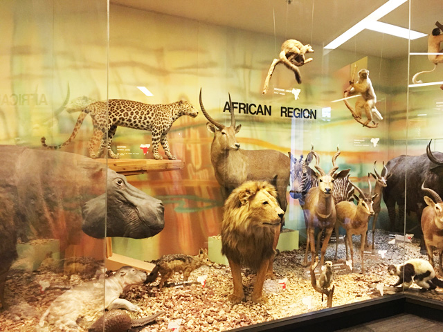 South Australia Museum